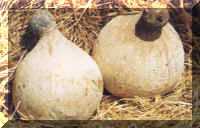 Caciocavallo