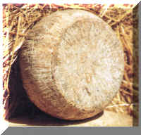 Caciotta